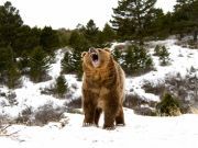 The Strangest Bear You Have Probably Never Heard Of