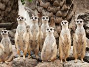A Meerkat Game Of Thrones