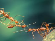 What I Like About Ants
