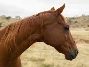 4 Ways Retired Racehorses Are Making A Difference