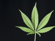 Nasdaq Denies Cannabis Entrepreneurs A Listing On Stock Exchange