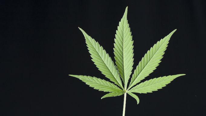 Nasdaq Denies Cannabis Entrepreneurs A Listing On Stock Exchange