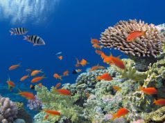 It’s Not Too Late For The Coral Reefs