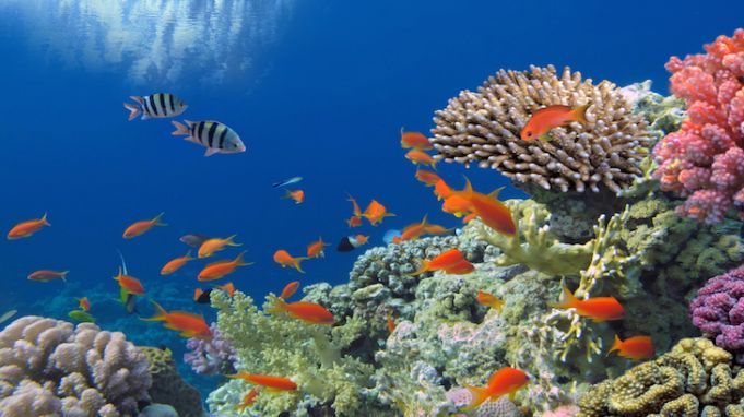 It’s Not Too Late For The Coral Reefs
