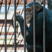Chimpanzee in the cage