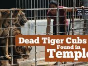 Dead Tiger Cubs: Religious Sanctuary or Plain Abuse?