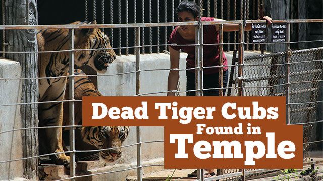 deadtigercubsfoundintemple_640x359