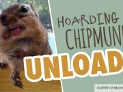 Chipmunk Shaming: Little Guy Caught With Seeds Unloads All
