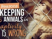 5 Reasons Keeping Animals in Captivity is Wrong