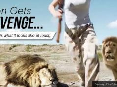 Lion Exacts Revenge on Hunter — Or Did He?