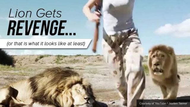 lion gets revenge