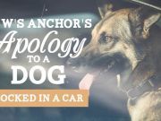 News Anchor’s Apology to a Dog Locked in a Hot Car