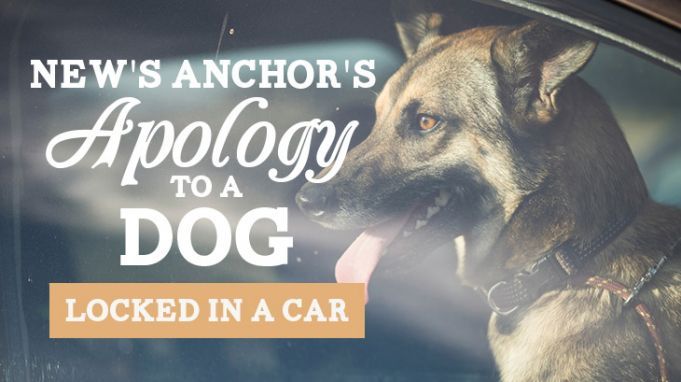 News Anchor’s Apology to a Dog Locked in a Hot Car