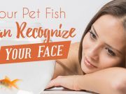 Your Pet Fish Likely Can Recognize Your Face