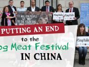 Could One Man Put an End to China’s Yulin Dog Meat Festival?