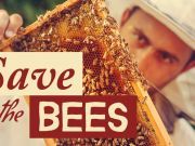 Bee Corridors Are Bringing Cities to Life