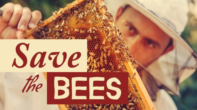 Bee Corridors Are Bringing Cities to Life