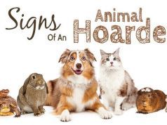 9 Signs Of An Animal Hoarder