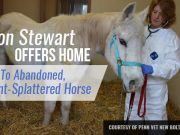 Jon Stewart Offers Home To Abandoned, Paint-Splattered Horse