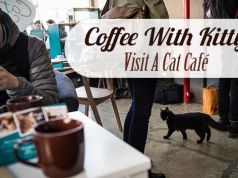 Coffee With Kitty — Visit A Cat Café