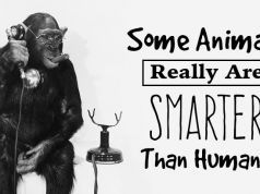 Some Animals Really Are Smarter Than Humans