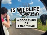 Is Wildlife Tourism A Good Thing Or A Bad Thing?