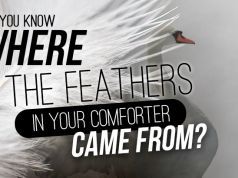 Why You Need To Know Where The Feathers In Your Comforter Came From