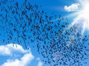 7 Things You Didn’t Know About Starlings