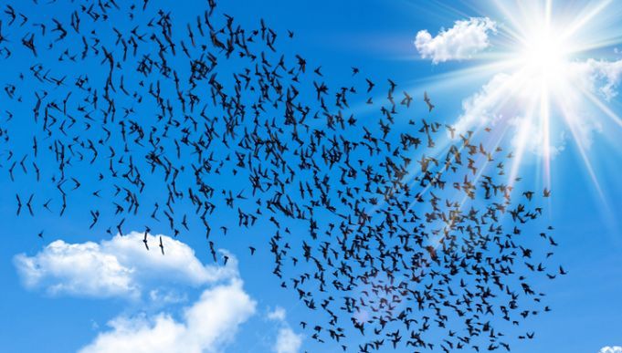 7 Things You Didn’t Know About Starlings