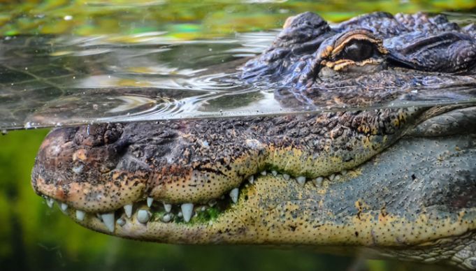 Crocodiles Might Be Able to Live Forever, Us Too