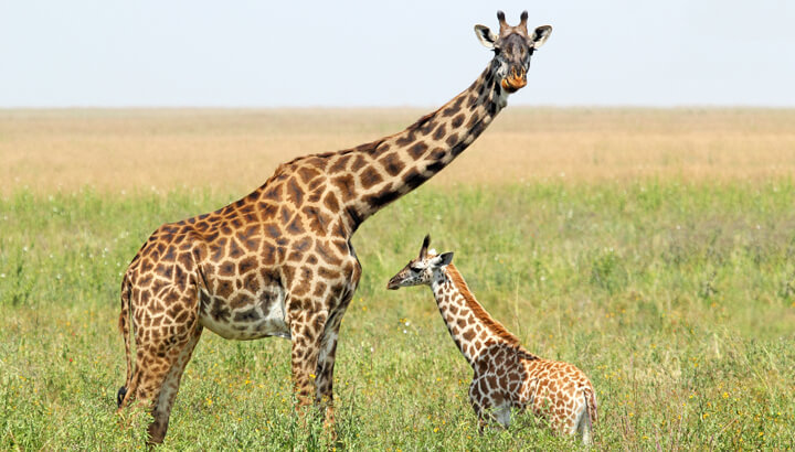 baby-giraffe-with-mother