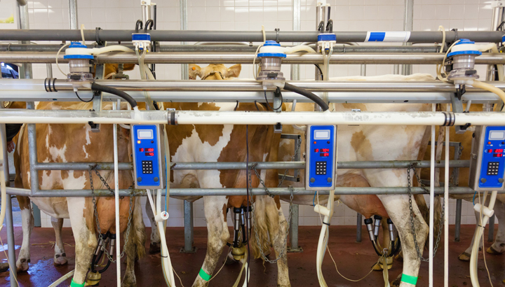 cow-milking-farms-produce-methane-gas