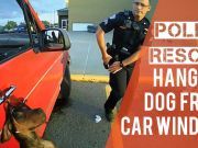 Police Rescue Hanging Dog From Car Window