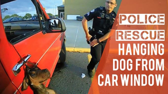 Police Rescue Hanging Dog From Car Window