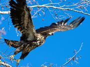 Eagle Tries To Snatch Small Boy From Show