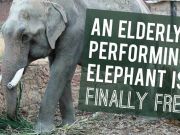 An Elderly Performing Elephant Is Finally Free