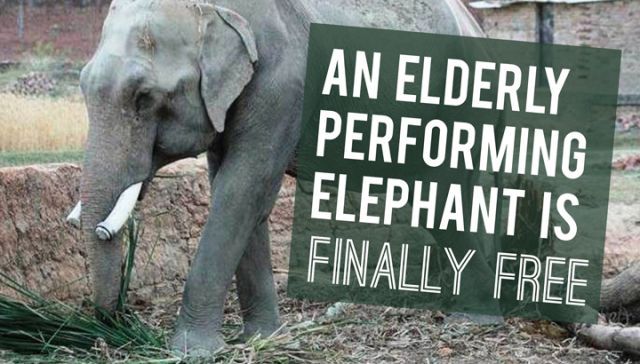 An Elderly Performing Elephant Is Finally Free
