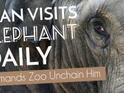 Man Visits Elephant Daily, Demands Zoo Unchain Him