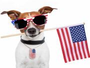 Keeping Your Pet Safe On The Fourth Of July