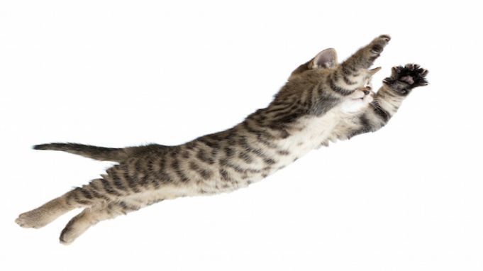 Ways Cats Understand Physics