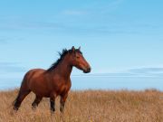United States Army vs. Feral Horses