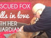 Rescued Fox Falls In Love With Her Guardian