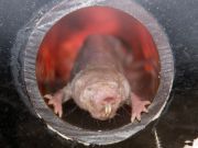 6 Animals That Are Helping Scientists Prolong Your Life