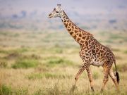 Giraffe Population Declines 40 Percent In 15 Years