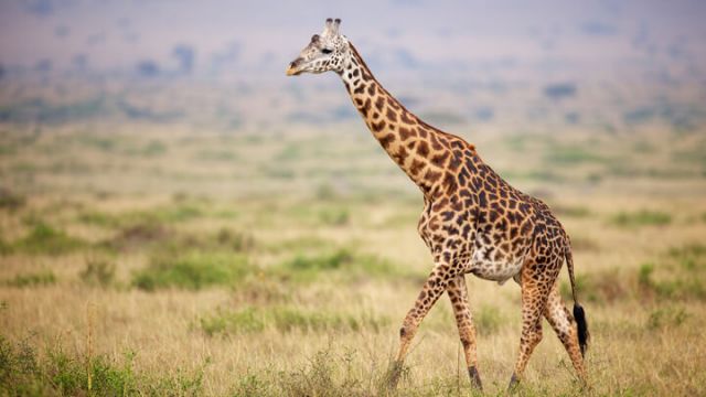 giraffe-in-kenya