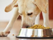 Why Does My Lab Eat All The Time?