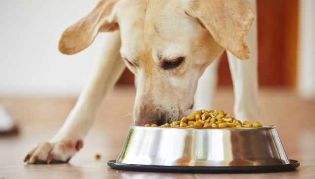 Why Does My Lab Eat All The Time?