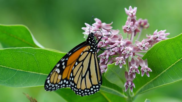 plant-milkweed-to-attract-butterflies