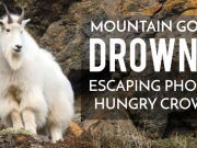 Mountain Goat Drowns Escaping Photo-Hungry Crowd