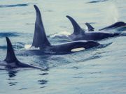 Is The U.S. Navy Harming Whales With Sonar?